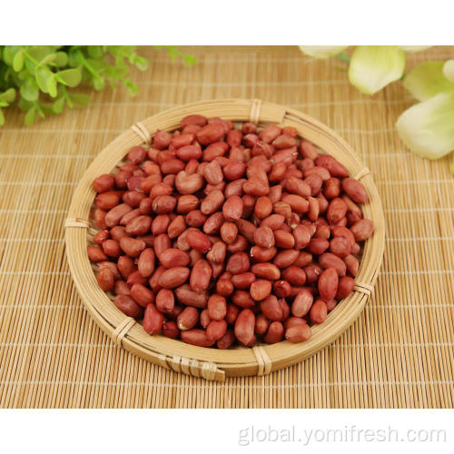 Groundnut Seeds Peanut Or Cashew Supplier